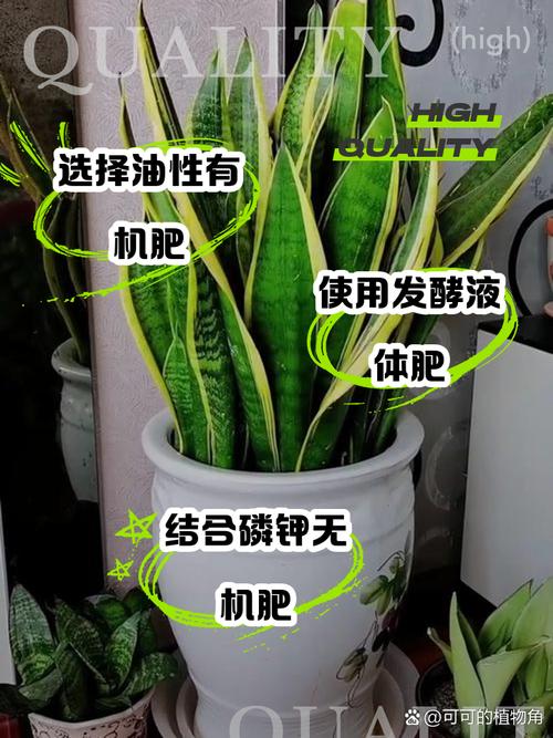 虎皮兰施什么肥好(虎皮兰该施什么肥)-第8张图片-多多自然网 虎皮兰施什么肥好(虎皮兰该施什么肥)-第8张图片-多多自然网