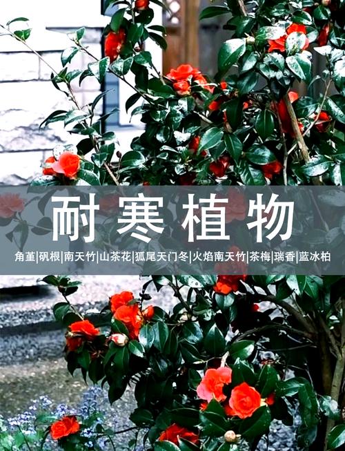 如何使虎刺梅在元旦开花(虎刺梅开花的时候能施肥吗)-第2张图片-多多自然网 如何使虎刺梅在元旦开花(虎刺梅开花的时候能施肥吗)-第2张图片-多多自然网