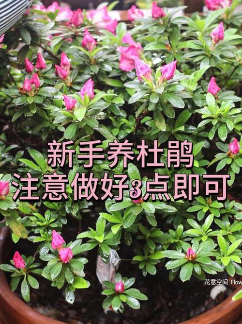 杜鹃花的养殖方法和注意事项（杜鹃花的养殖方法和注意事项 盆栽）-第3张图片-多多自然网