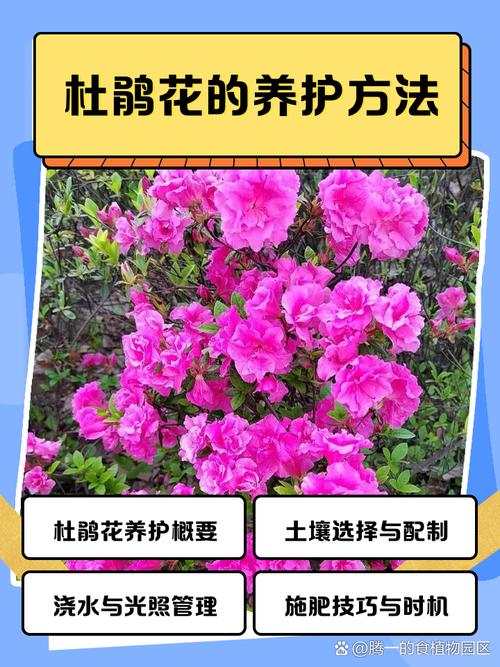 杜鹃花的养殖方法和注意事项（杜鹃花的养殖方法和注意事项 盆栽）-第5张图片-多多自然网