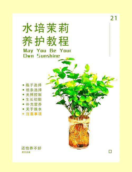 关于茉莉夏季怎么养的信息-第1张图片-多多自然网 关于茉莉夏季怎么养的信息-第1张图片-多多自然网