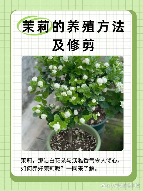 关于茉莉夏季怎么养的信息-第4张图片-多多自然网 关于茉莉夏季怎么养的信息-第4张图片-多多自然网