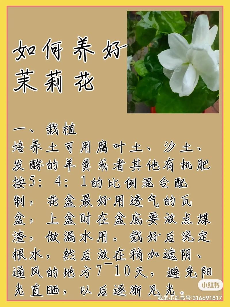 关于茉莉夏季怎么养的信息-第6张图片-多多自然网 关于茉莉夏季怎么养的信息-第6张图片-多多自然网