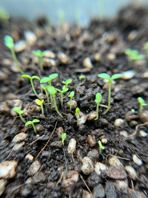 雏菊冬天怎么养(雏菊适合冬天种吗)-第1张图片-多多自然网 雏菊冬天怎么养(雏菊适合冬天种吗)-第1张图片-多多自然网