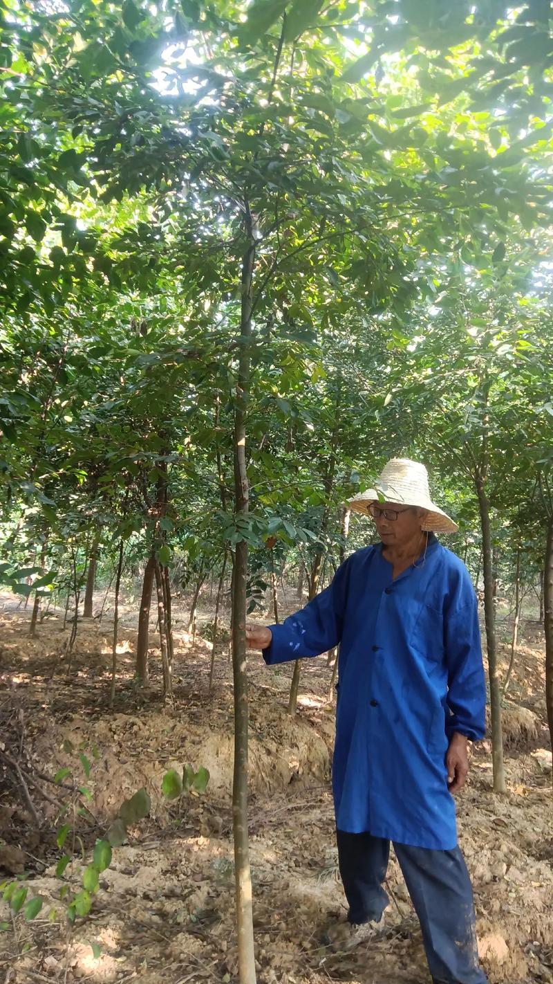 朴树怎么繁殖(朴树怎样繁殖)-第3张图片-多多自然网 朴树怎么繁殖(朴树怎样繁殖)-第3张图片-多多自然网
