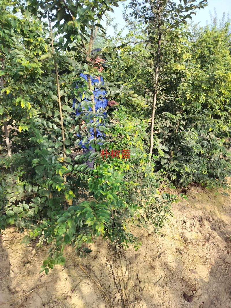 朴树怎么繁殖(朴树怎样繁殖)-第4张图片-多多自然网 朴树怎么繁殖(朴树怎样繁殖)-第4张图片-多多自然网