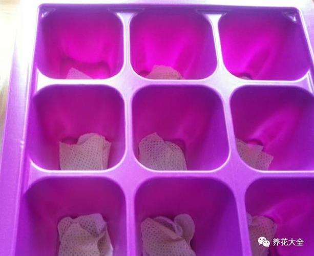 碎布头垫盆底(碎布料做垫子)-第2张图片-多多自然网 碎布头垫盆底(碎布料做垫子)-第2张图片-多多自然网
