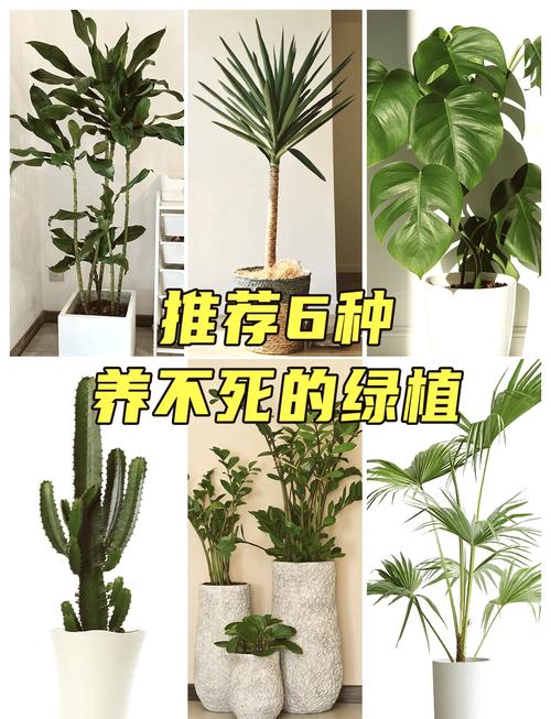 蒲葵树怎么种植(蒲葵树怎么种植方法)-第1张图片-多多自然网 蒲葵树怎么种植(蒲葵树怎么种植方法)-第1张图片-多多自然网