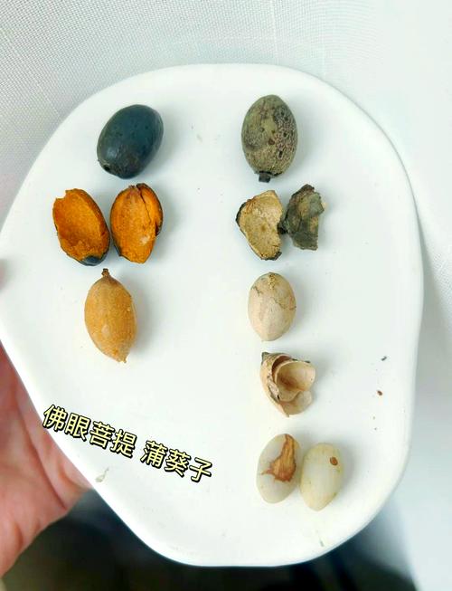 蒲葵树怎么种植(蒲葵树怎么种植方法)-第2张图片-多多自然网 蒲葵树怎么种植(蒲葵树怎么种植方法)-第2张图片-多多自然网