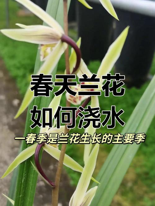 春兰怎么浇水(春兰怎么浇水好)-第1张图片-多多自然网 春兰怎么浇水(春兰怎么浇水好)-第1张图片-多多自然网