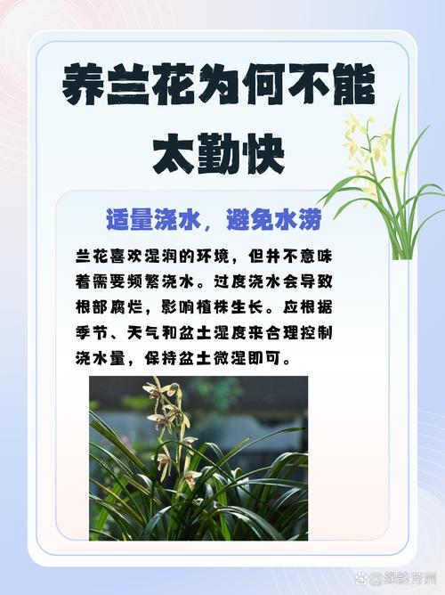 春兰怎么浇水(春兰怎么浇水好)-第4张图片-多多自然网 春兰怎么浇水(春兰怎么浇水好)-第4张图片-多多自然网