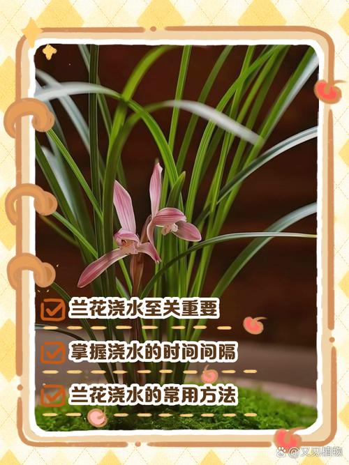 春兰怎么浇水(春兰怎么浇水好)-第5张图片-多多自然网 春兰怎么浇水(春兰怎么浇水好)-第5张图片-多多自然网