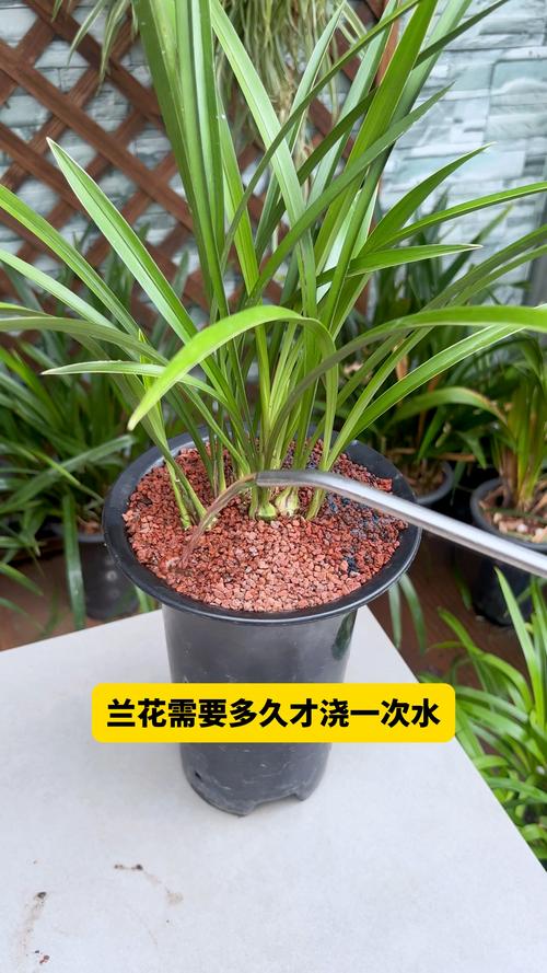 春兰怎么浇水(春兰怎么浇水好)-第6张图片-多多自然网 春兰怎么浇水(春兰怎么浇水好)-第6张图片-多多自然网