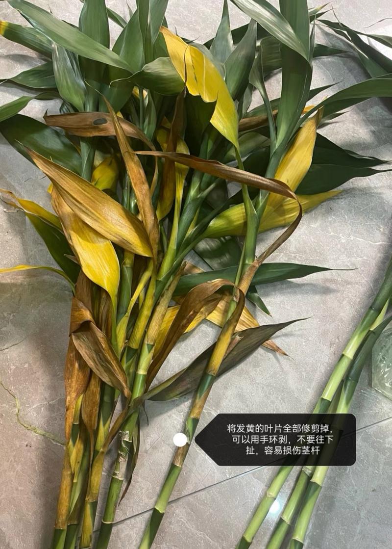 富贵竹总黄叶(富贵竹黄叶烂根怎么处理?)-第2张图片-多多自然网 富贵竹总黄叶(富贵竹黄叶烂根怎么处理?)-第2张图片-多多自然网