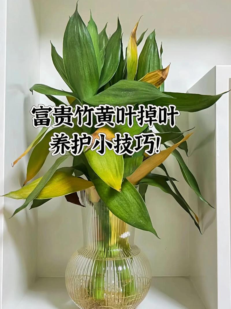 富贵竹总黄叶(富贵竹黄叶烂根怎么处理?)-第3张图片-多多自然网 富贵竹总黄叶(富贵竹黄叶烂根怎么处理?)-第3张图片-多多自然网