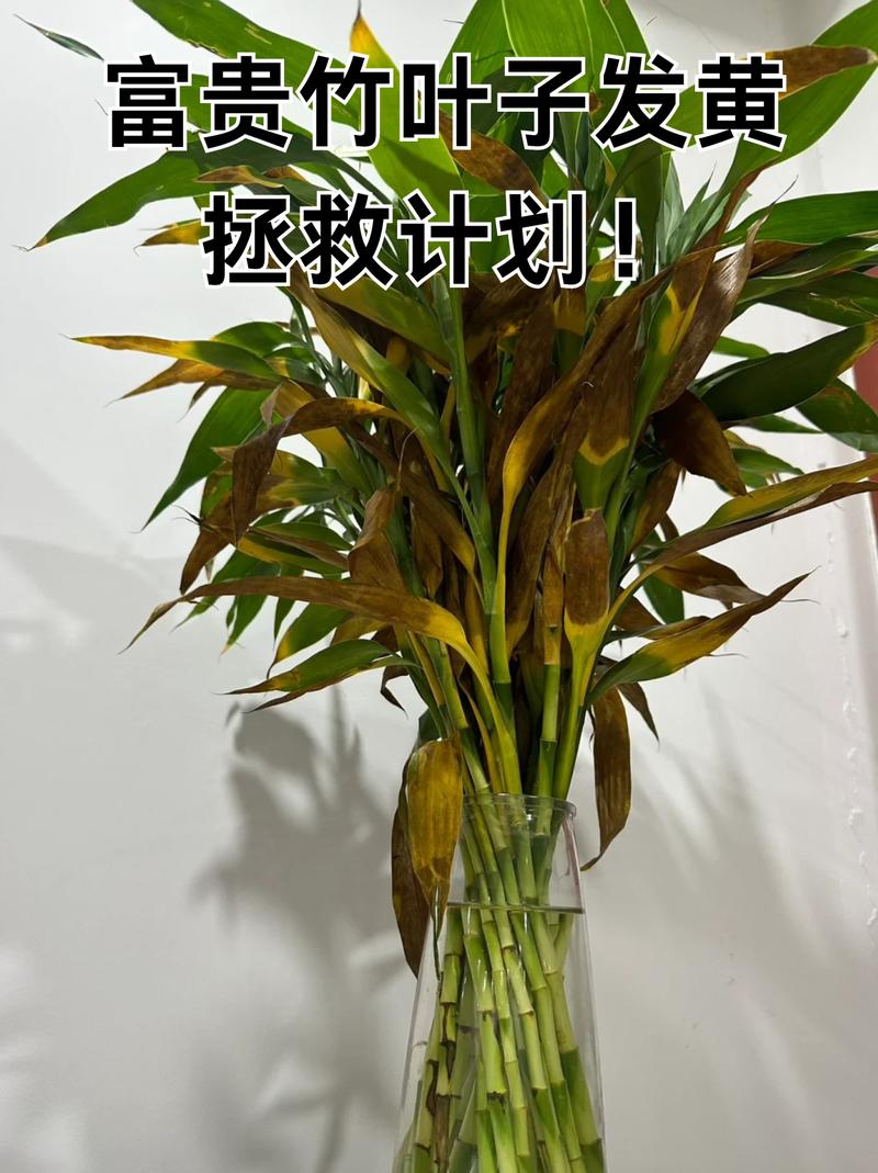 富贵竹总黄叶(富贵竹黄叶烂根怎么处理?)-第4张图片-多多自然网 富贵竹总黄叶(富贵竹黄叶烂根怎么处理?)-第4张图片-多多自然网