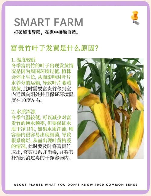 富贵竹总黄叶(富贵竹黄叶烂根怎么处理?)-第6张图片-多多自然网 富贵竹总黄叶(富贵竹黄叶烂根怎么处理?)-第6张图片-多多自然网