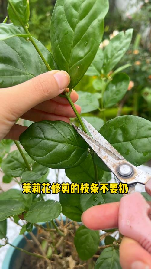 茉莉开花后如何剪枝(茉莉开花后如何剪枝条)-第1张图片-多多自然网 茉莉开花后如何剪枝(茉莉开花后如何剪枝条)-第1张图片-多多自然网