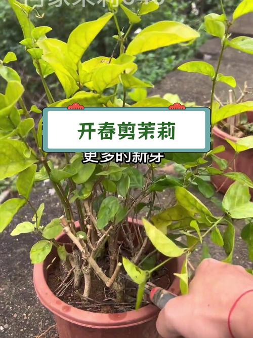 茉莉开花后如何剪枝(茉莉开花后如何剪枝条)-第5张图片-多多自然网 茉莉开花后如何剪枝(茉莉开花后如何剪枝条)-第5张图片-多多自然网