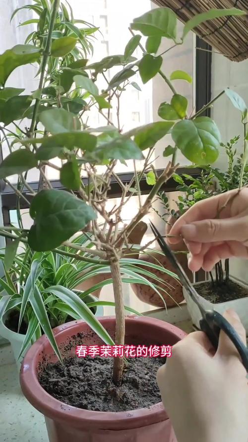 茉莉开花后如何剪枝(茉莉开花后如何剪枝条)-第6张图片-多多自然网 茉莉开花后如何剪枝(茉莉开花后如何剪枝条)-第6张图片-多多自然网
