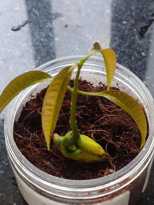 芒果核怎么种盆栽（芒果核怎么种盆栽能结果吗）-第2张图片-多多自然网