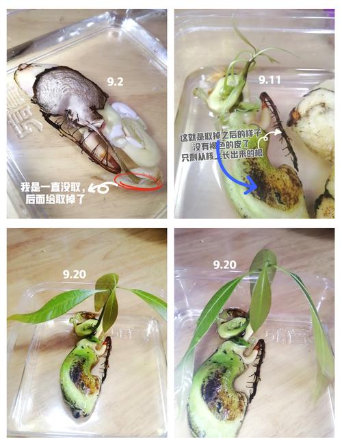 芒果核怎么种盆栽（芒果核怎么种盆栽能结果吗）-第4张图片-多多自然网