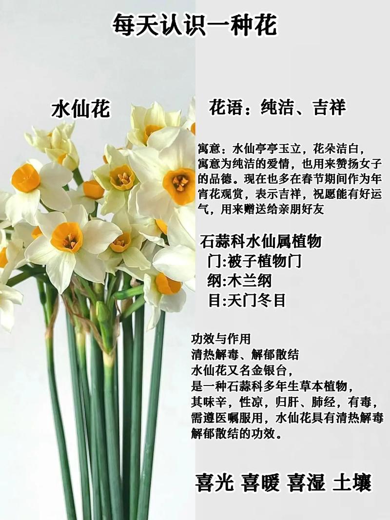 这种鲜花经久不衰(时间久的鲜花)-第3张图片-多多自然网 这种鲜花经久不衰(时间久的鲜花)-第3张图片-多多自然网