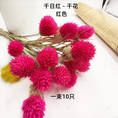 这种鲜花经久不衰(时间久的鲜花)-第4张图片-多多自然网 这种鲜花经久不衰(时间久的鲜花)-第4张图片-多多自然网