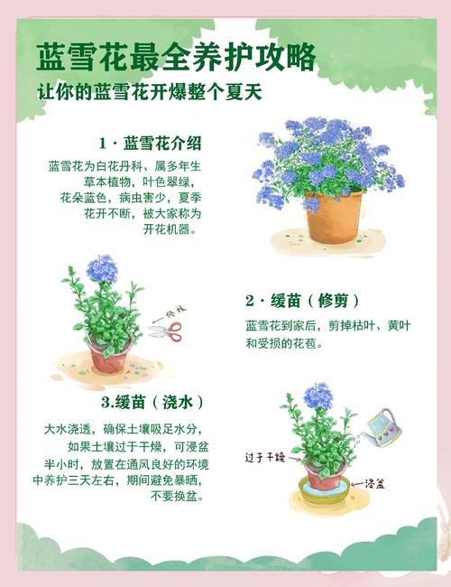 蓝雪花怎么打顶(蓝雪花打顶了的叶子可以扦插吗)-第1张图片-多多自然网 蓝雪花怎么打顶(蓝雪花打顶了的叶子可以扦插吗)-第1张图片-多多自然网