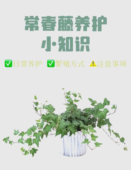 常春藤怎么养长得壮(常春藤怎么栽培)-第1张图片-多多自然网 常春藤怎么养长得壮(常春藤怎么栽培)-第1张图片-多多自然网