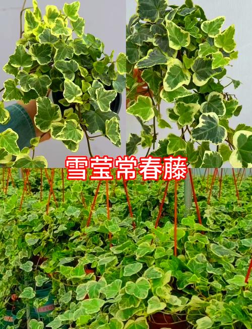 常春藤怎么养长得壮(常春藤怎么栽培)-第6张图片-多多自然网 常春藤怎么养长得壮(常春藤怎么栽培)-第6张图片-多多自然网