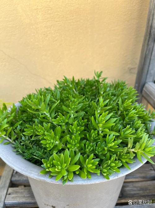 香蜂草怎么养(香蜂草怎么养殖方法)-第3张图片-多多自然网 香蜂草怎么养(香蜂草怎么养殖方法)-第3张图片-多多自然网