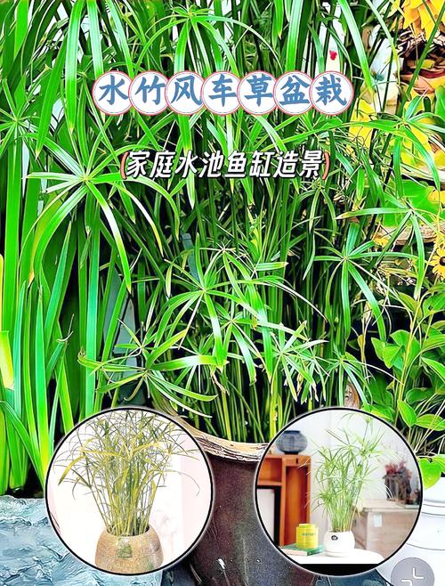 香蜂草怎么养(香蜂草怎么养殖方法)-第4张图片-多多自然网 香蜂草怎么养(香蜂草怎么养殖方法)-第4张图片-多多自然网