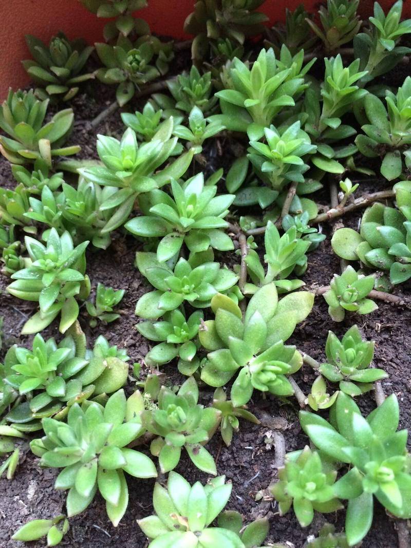 香蜂草怎么养(香蜂草怎么养殖方法)-第5张图片-多多自然网 香蜂草怎么养(香蜂草怎么养殖方法)-第5张图片-多多自然网
