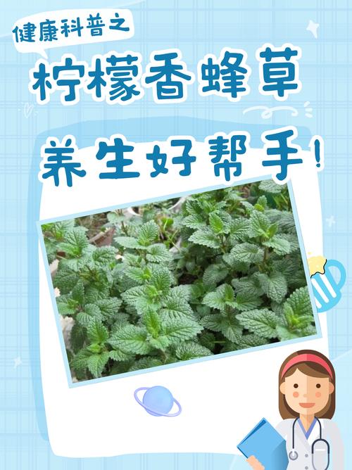香蜂草怎么养(香蜂草怎么养殖方法)-第6张图片-多多自然网 香蜂草怎么养(香蜂草怎么养殖方法)-第6张图片-多多自然网
