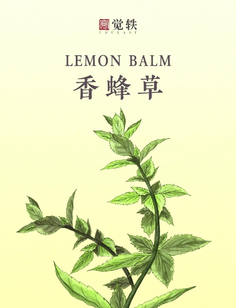 香蜂草怎么养(香蜂草怎么养殖方法)-第7张图片-多多自然网 香蜂草怎么养(香蜂草怎么养殖方法)-第7张图片-多多自然网