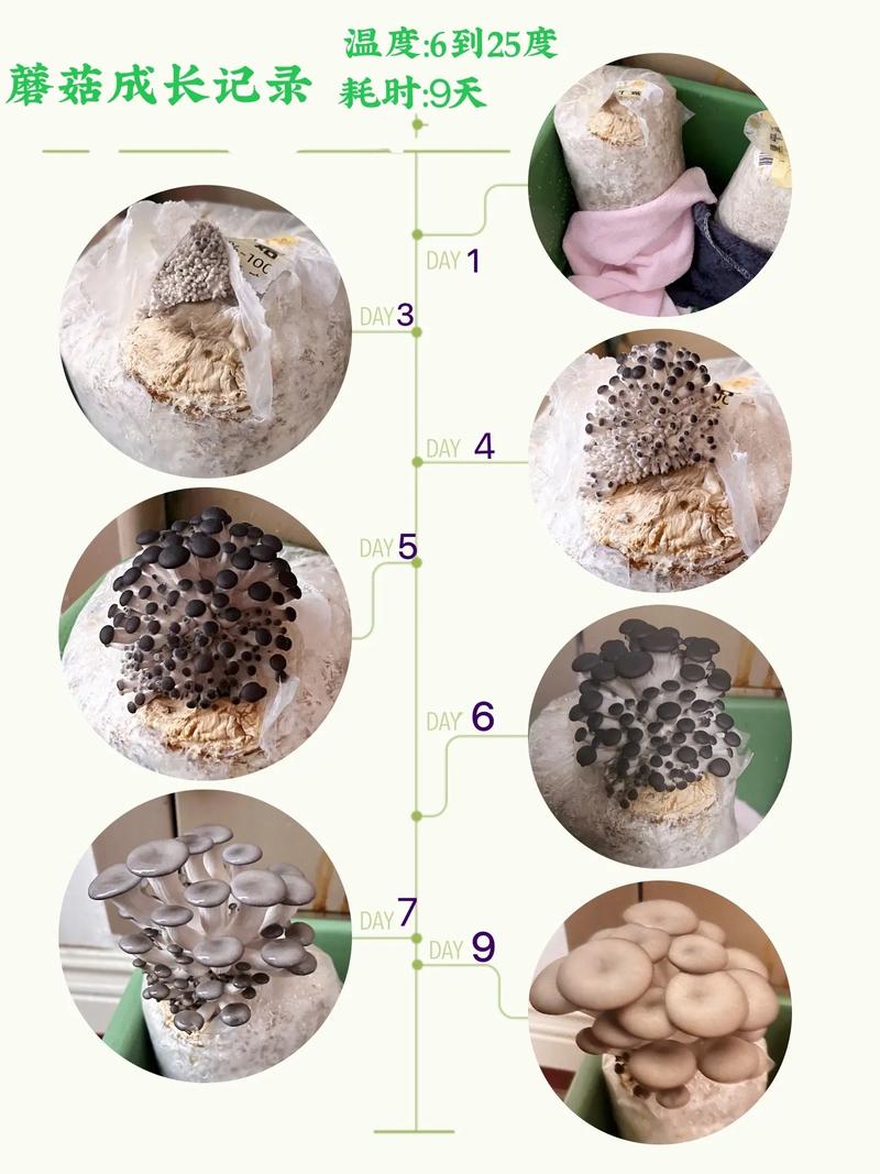 家里怎么种金针菇(家里怎么种金针菇苗)-第1张图片-多多自然网 家里怎么种金针菇(家里怎么种金针菇苗)-第1张图片-多多自然网