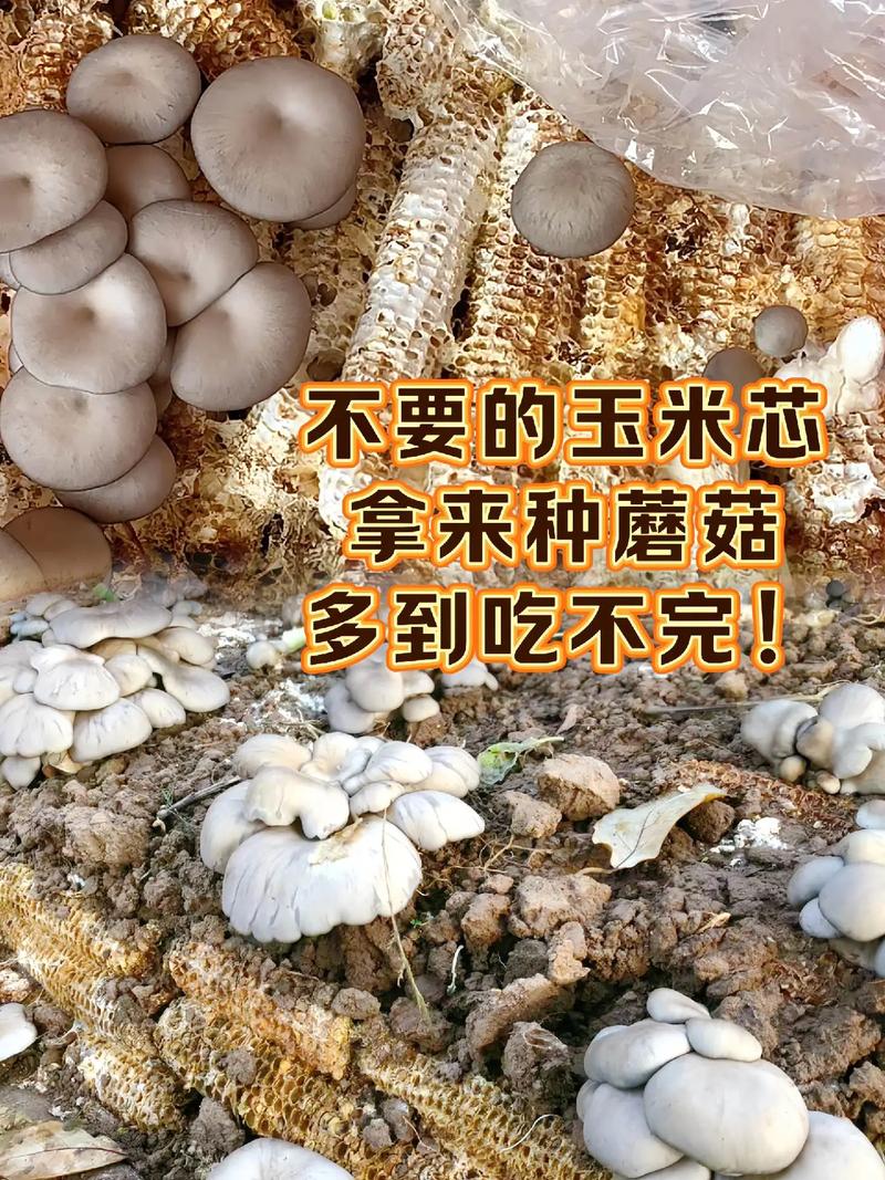 家里怎么种金针菇(家里怎么种金针菇苗)-第3张图片-多多自然网 家里怎么种金针菇(家里怎么种金针菇苗)-第3张图片-多多自然网