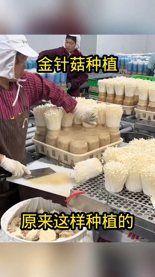 家里怎么种金针菇(家里怎么种金针菇苗)-第5张图片-多多自然网 家里怎么种金针菇(家里怎么种金针菇苗)-第5张图片-多多自然网