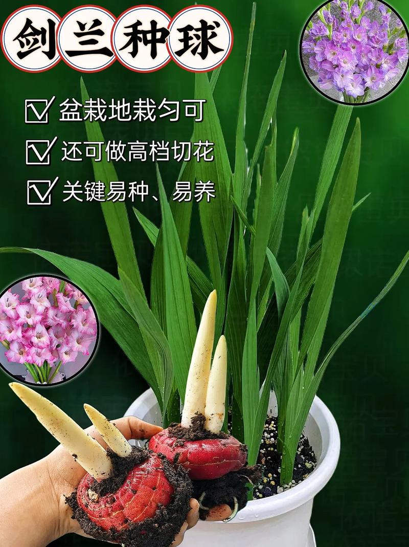 唐菖蒲种球什么时候种(唐菖蒲种球种下多久发芽)-第2张图片-多多自然网 唐菖蒲种球什么时候种(唐菖蒲种球种下多久发芽)-第2张图片-多多自然网