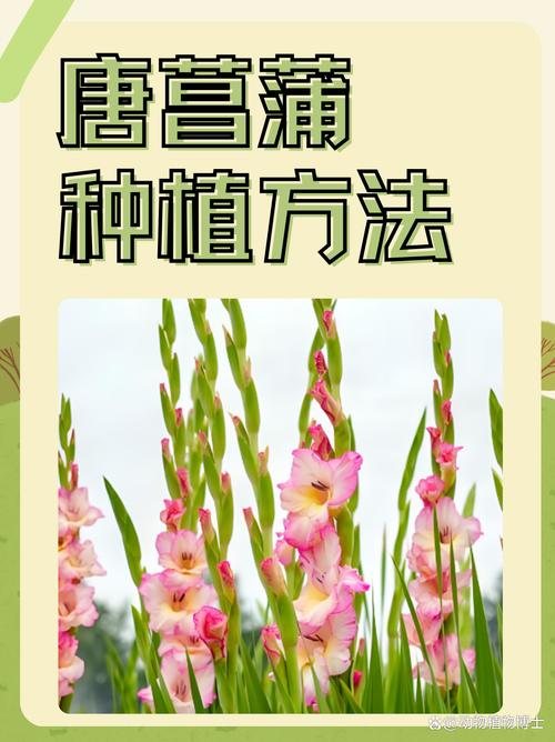 唐菖蒲种球什么时候种(唐菖蒲种球种下多久发芽)-第4张图片-多多自然网 唐菖蒲种球什么时候种(唐菖蒲种球种下多久发芽)-第4张图片-多多自然网
