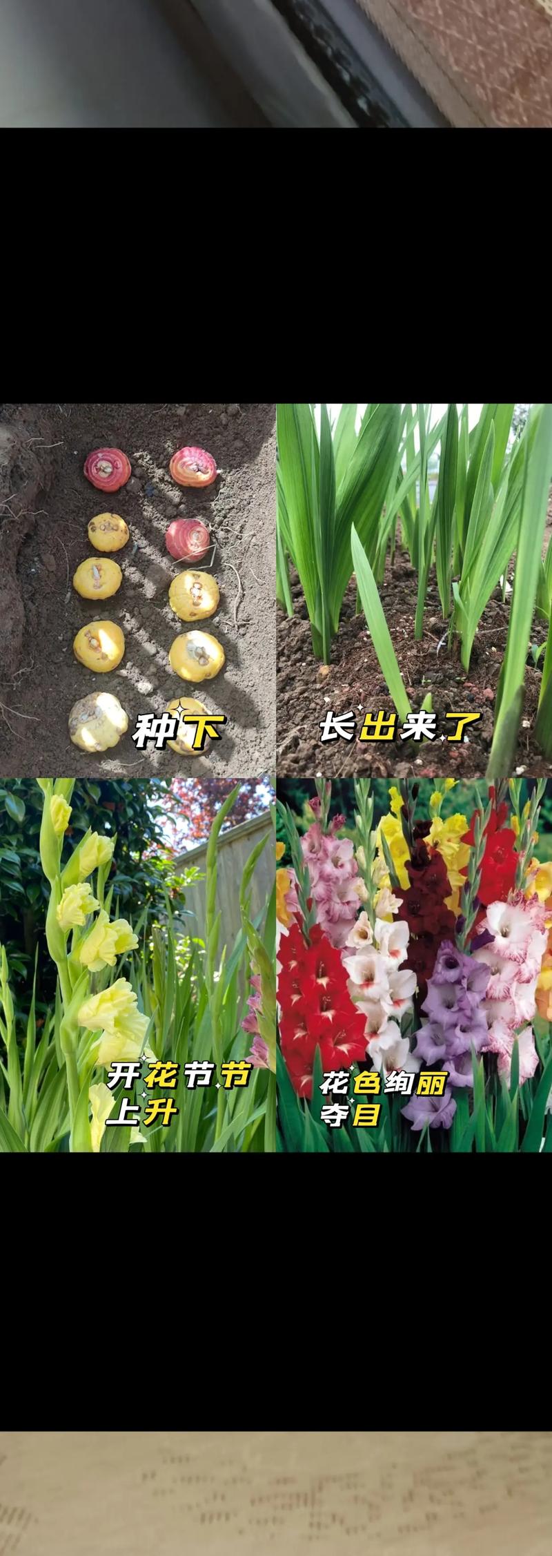 唐菖蒲种球什么时候种(唐菖蒲种球种下多久发芽)-第5张图片-多多自然网 唐菖蒲种球什么时候种(唐菖蒲种球种下多久发芽)-第5张图片-多多自然网