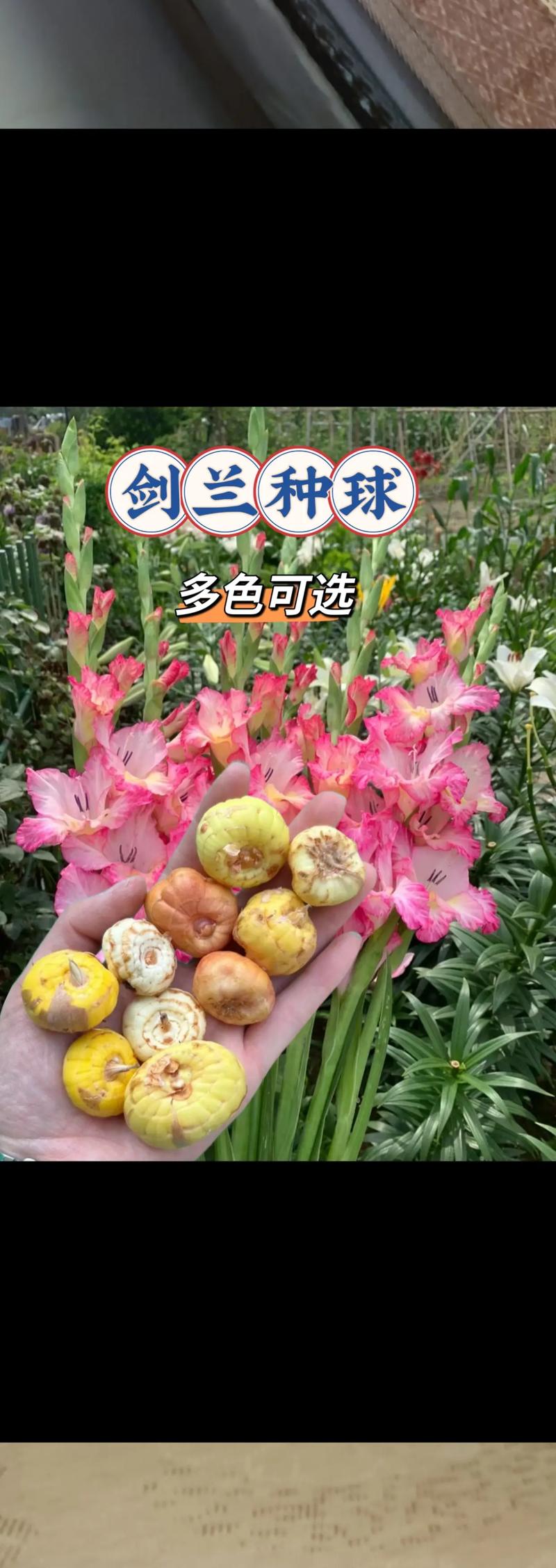 唐菖蒲种球什么时候种(唐菖蒲种球种下多久发芽)-第6张图片-多多自然网 唐菖蒲种球什么时候种(唐菖蒲种球种下多久发芽)-第6张图片-多多自然网