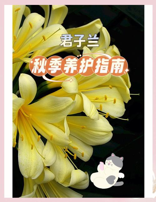 君子兰秋天怎么养（君子兰秋天养好不好）-第4张图片-多多自然网