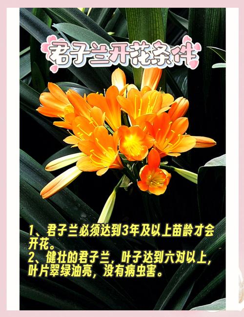君子兰秋天怎么养（君子兰秋天养好不好）-第5张图片-多多自然网