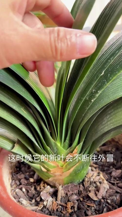 君子兰秋天怎么养（君子兰秋天养好不好）-第6张图片-多多自然网