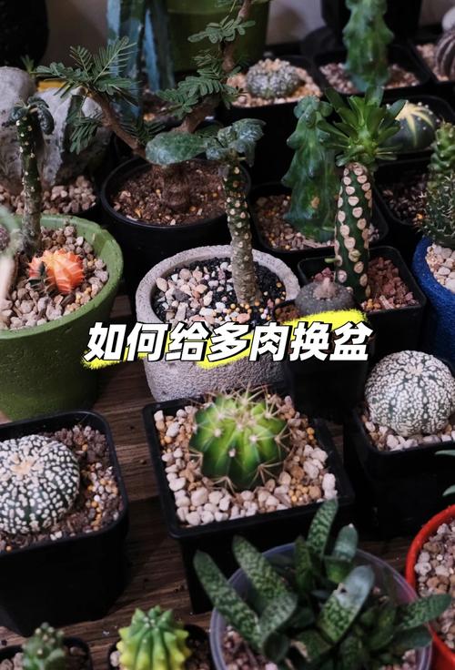 多肉换盆要警惕(多肉换盆需要多久服盆)-第3张图片-多多自然网 多肉换盆要警惕(多肉换盆需要多久服盆)-第3张图片-多多自然网