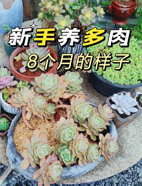 多肉换盆要警惕(多肉换盆需要多久服盆)-第5张图片-多多自然网 多肉换盆要警惕(多肉换盆需要多久服盆)-第5张图片-多多自然网