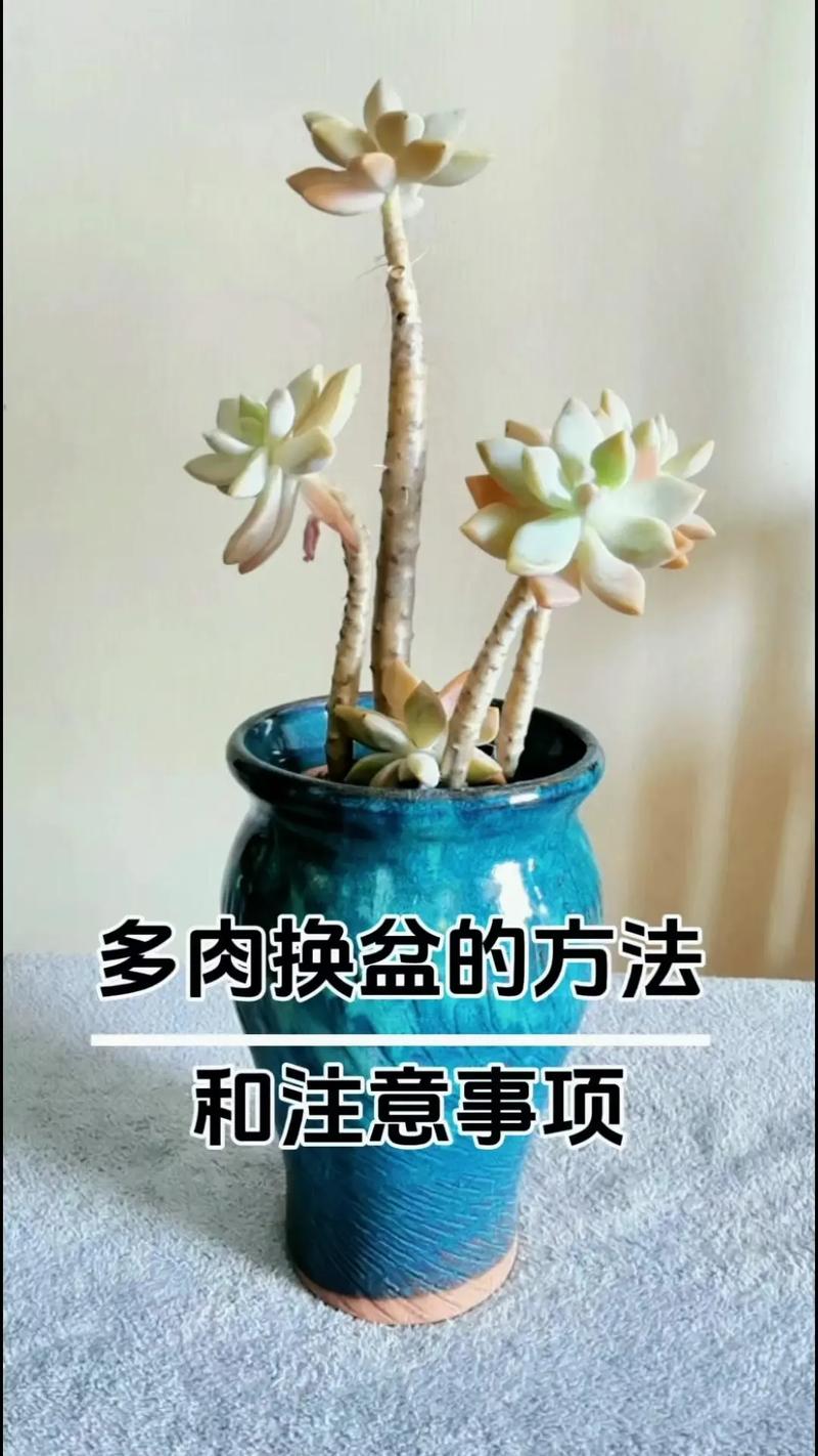 多肉换盆要警惕(多肉换盆需要多久服盆)-第6张图片-多多自然网 多肉换盆要警惕(多肉换盆需要多久服盆)-第6张图片-多多自然网