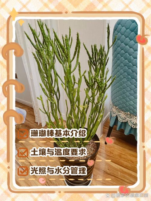 膨珊瑚的养殖方法和注意事项(膨珊瑚的养殖方法和注意事项开花吗)-第7张图片-多多自然网 膨珊瑚的养殖方法和注意事项(膨珊瑚的养殖方法和注意事项开花吗)-第7张图片-多多自然网